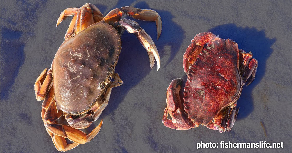 Difference between Dungeness Crab and Red Rock Crab